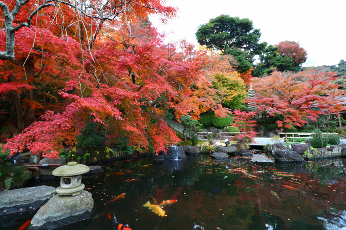 MOMIJI