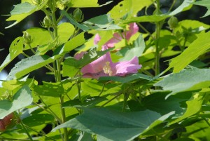 フヨウの花も咲き始めました