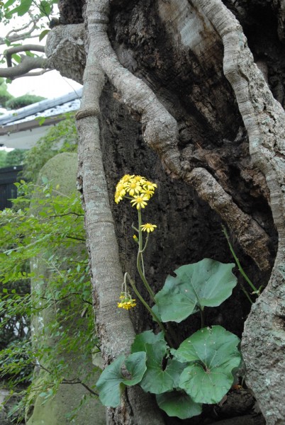 タブの木のウロに咲くツワブキ