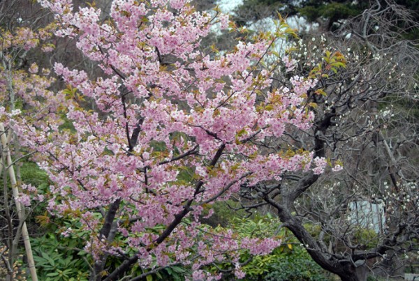 カワズザクラ　間もなく閉花します