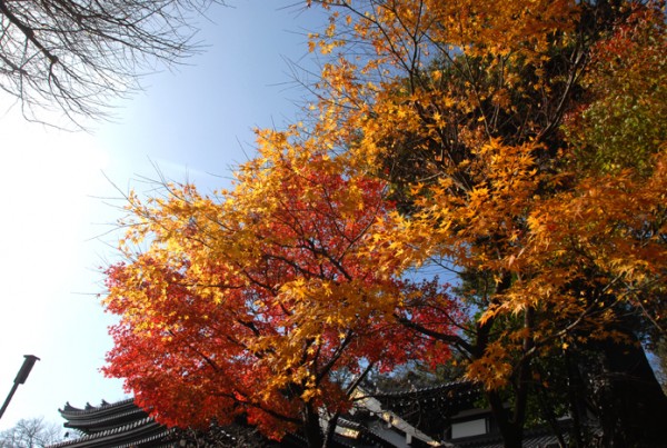 紅葉・イチョウ