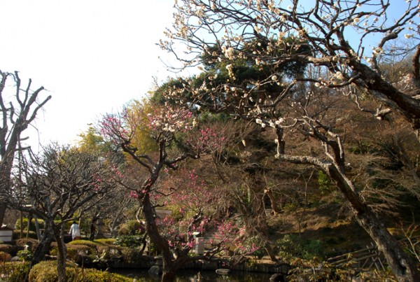 白梅・紅梅