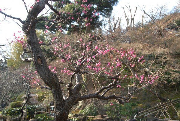 紅梅