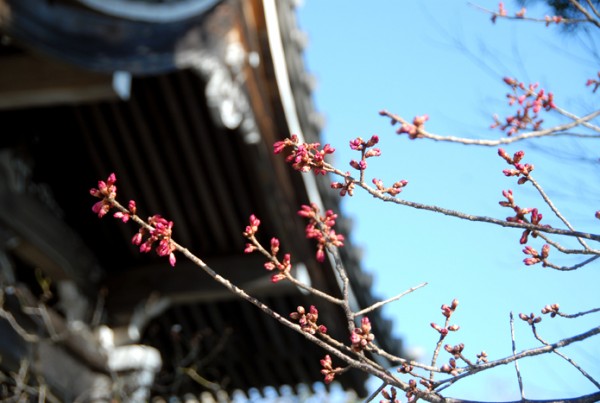 寒緋桜