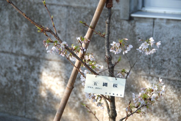 玉縄桜