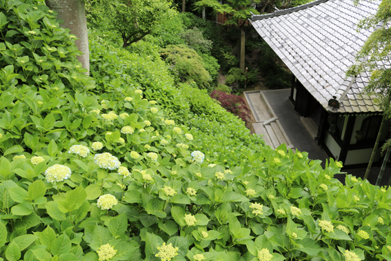 花付き