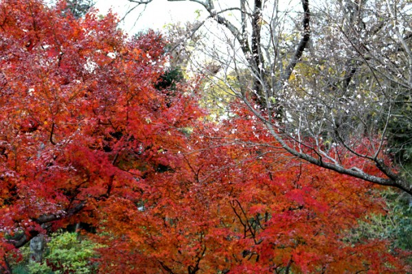 コブクザクラと紅葉