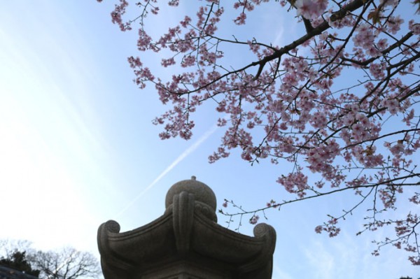 観音堂　河津桜