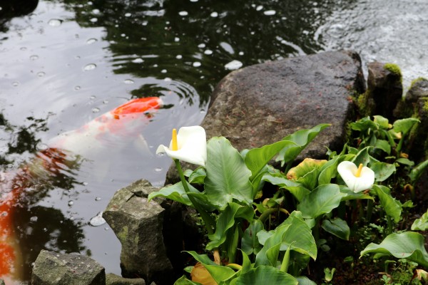 海芋