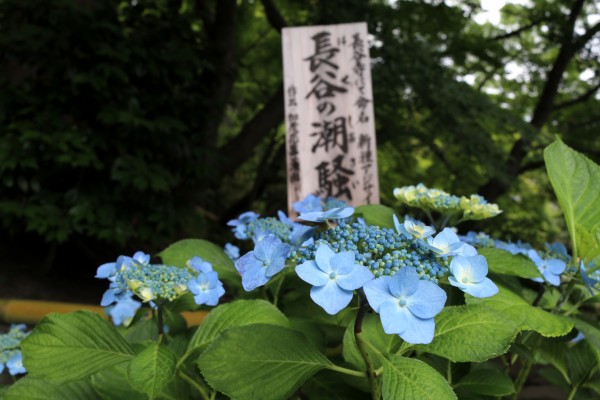 長谷の潮騒