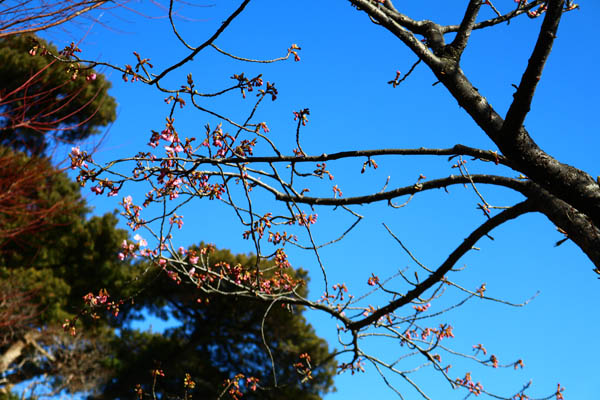 河津桜