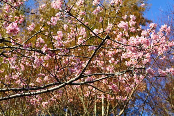 河津桜