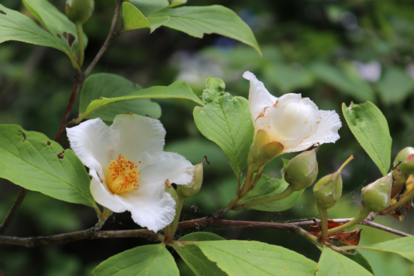 夏椿