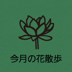 今月の花散歩