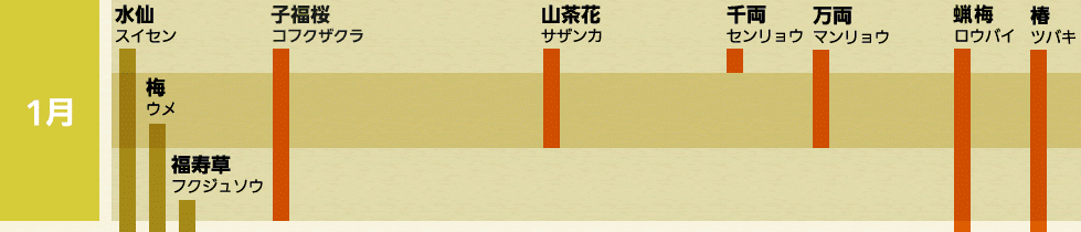 水仙 スイセン 十月桜 ジュウガツザクラ 山茶花 サザンカ 千両 センリョウ 万両 マンリョウ 老梅 ロウバイ 椿 ツバキ 梅 ウメ 福寿草 フクジュソウ