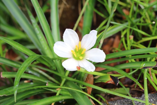 境内の花々　開花状況