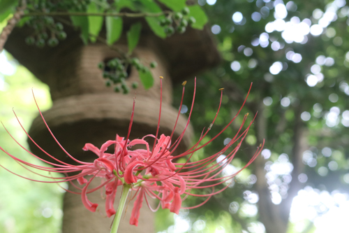 境内の花々　開花状況