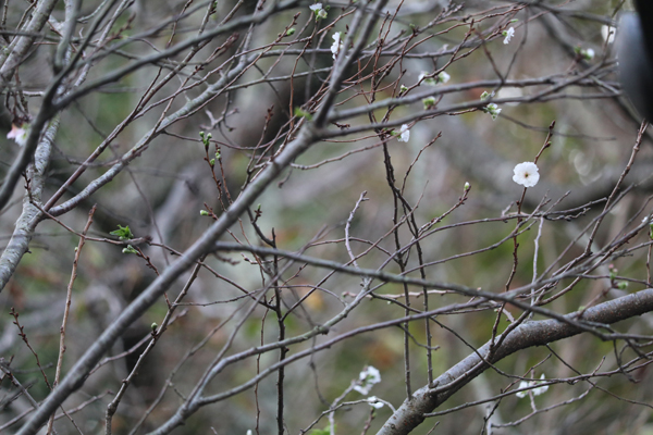 花散歩　境内の花々