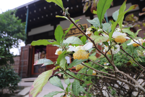 境内の花々　開花状況