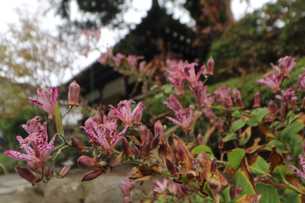 境内の花々　開花状況