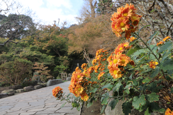 花散歩　境内の花々