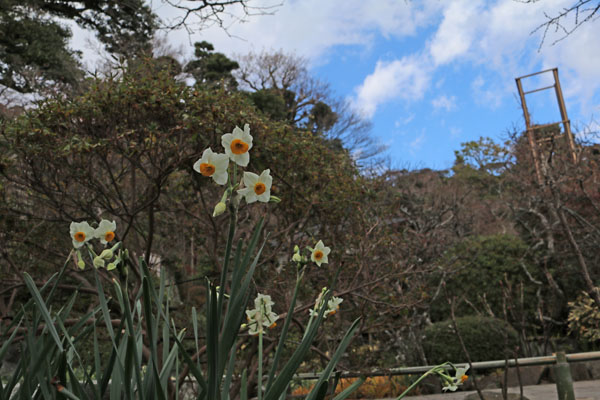 花散歩　境内の花々