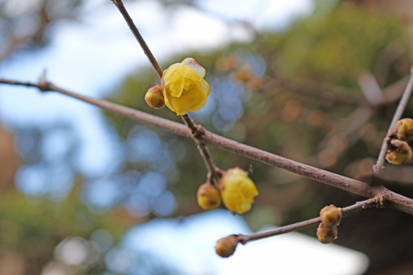 花散歩　境内の花々