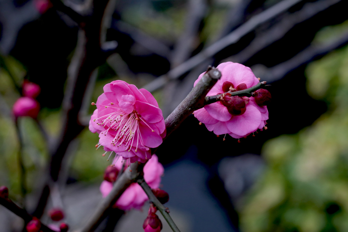 境内の花々