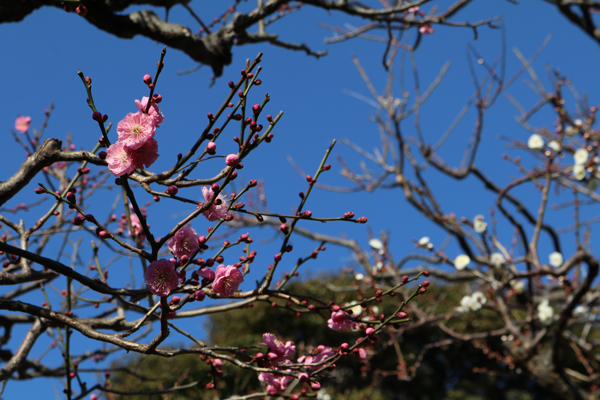 花散歩　境内の花々