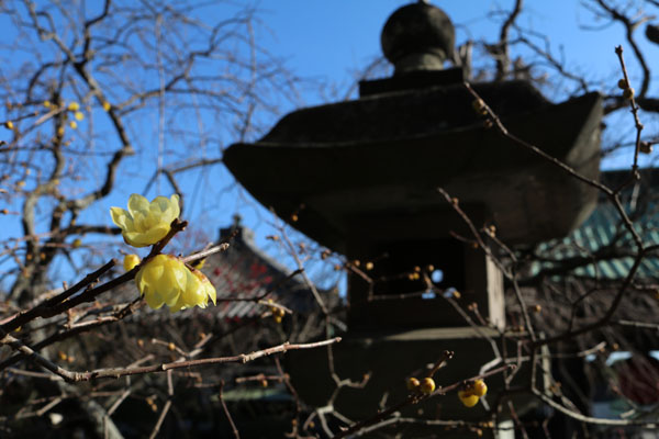 花散歩　境内の花々