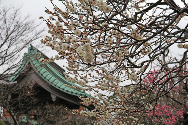 花散歩　境内の花々