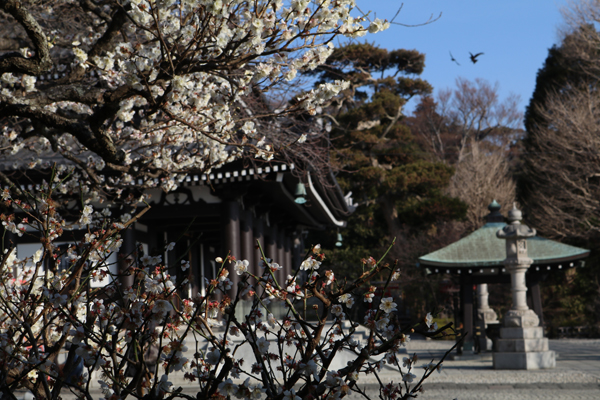 花散歩　境内の花々