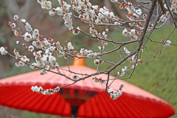 花散歩　境内の花々