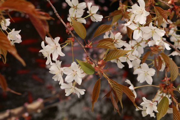 花散歩　境内の花々