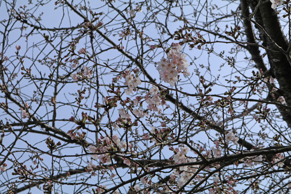 花散歩　境内の花々