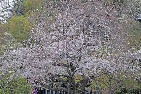 花散歩　境内の花々