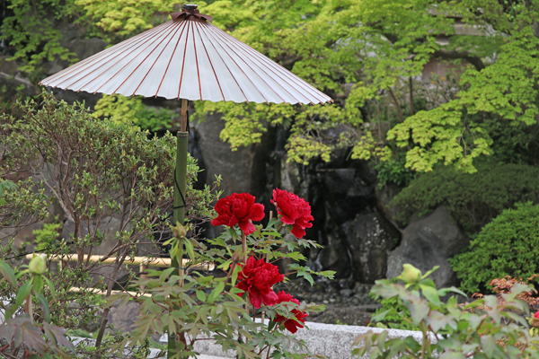 花散歩　境内の花々