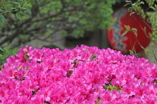 花散歩　境内の花々