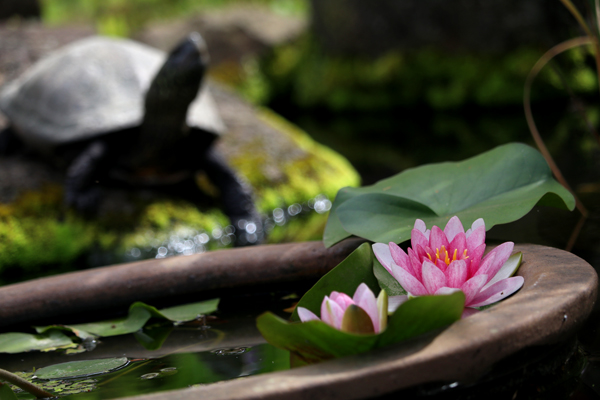 花散歩　境内の花々