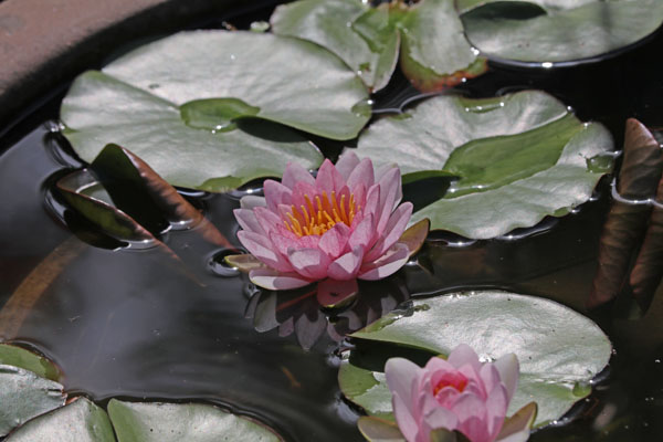 花散歩　境内の花々