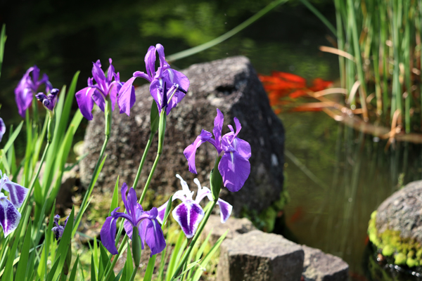 花散歩　境内の花々