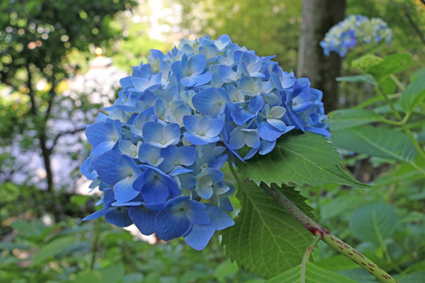 花散歩　境内の花々