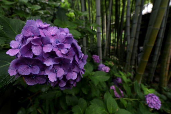 花散歩　境内の花々