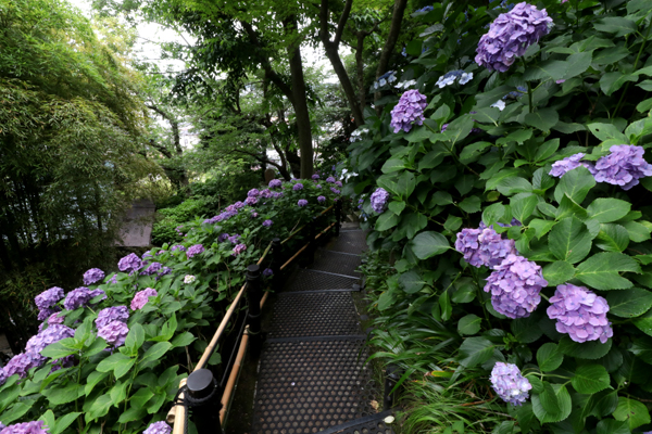 花散歩　境内の花々