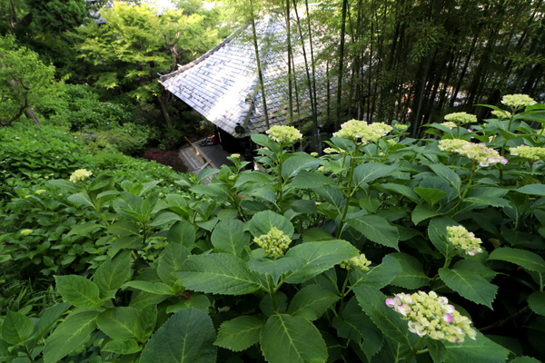 花散歩　境内の花々