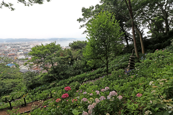 花散歩　境内の花々