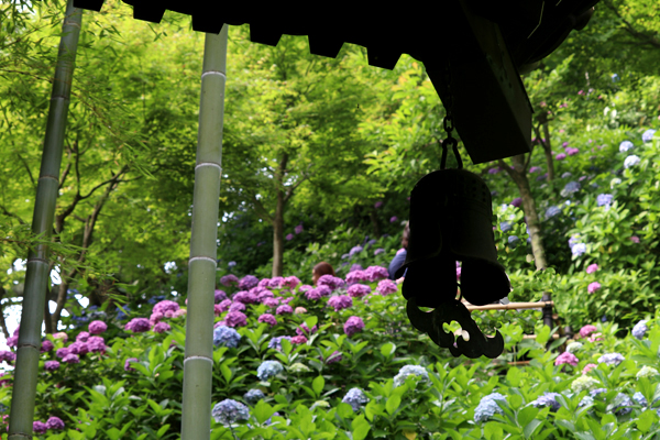 花散歩　境内の花々