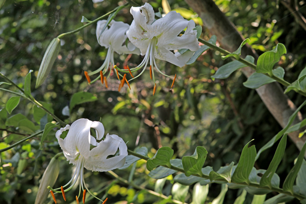 花散歩　境内の花々