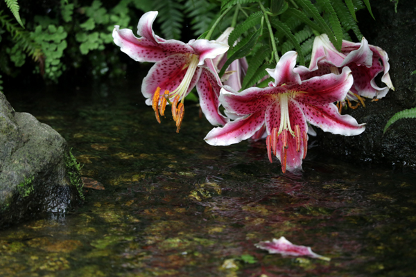 花散歩　境内の花々