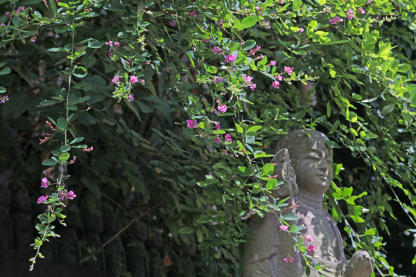 花散歩　境内の花々